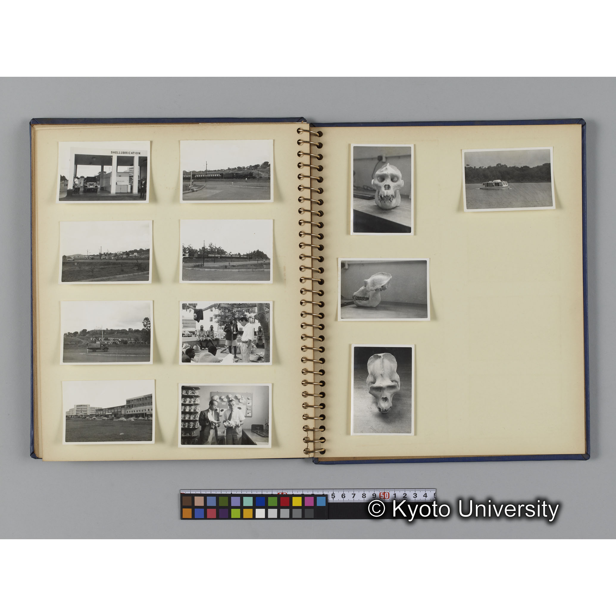 ゴリラ探検写真アルバム５「ムハブラ，ムガヒンガ調査」（紙焼き） (16)