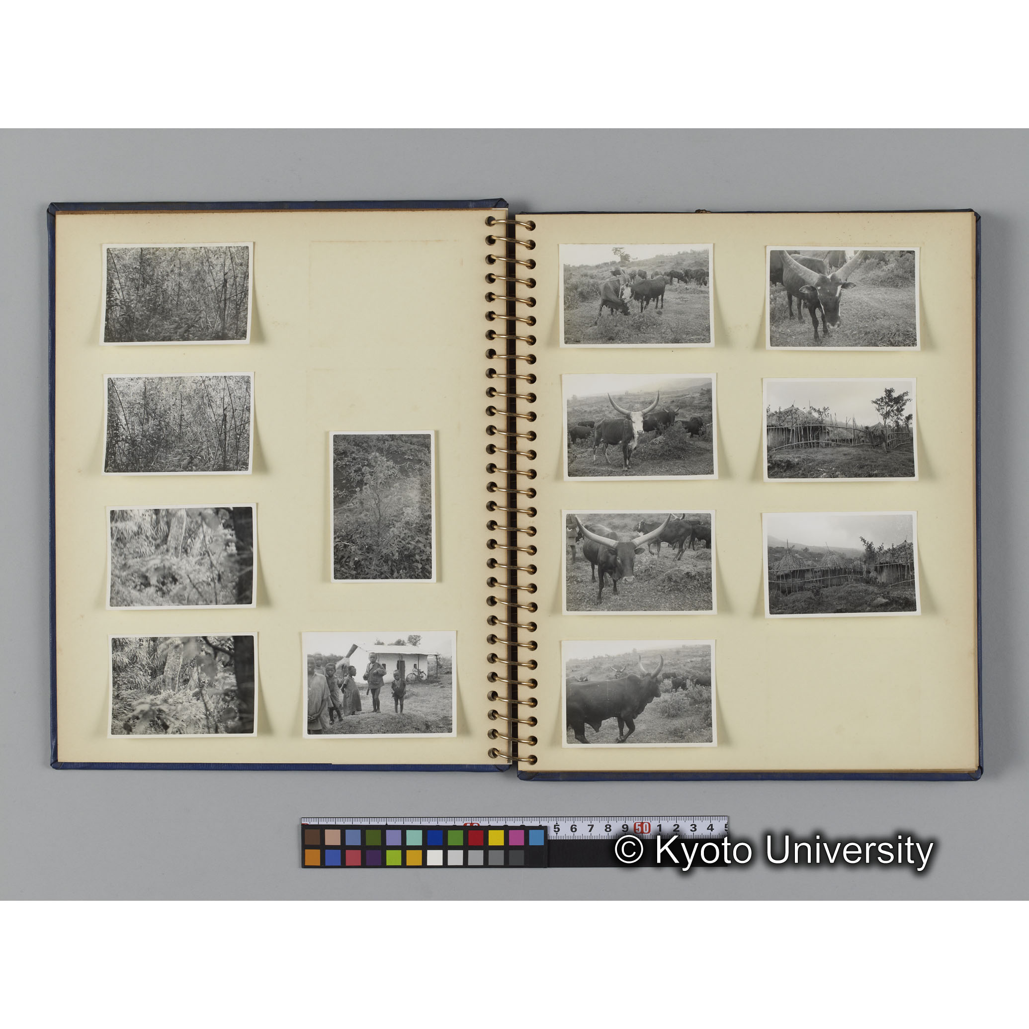 ゴリラ探検写真アルバム６「ゴリラサンクチュアリでの調査終了」（紙焼き） (4)