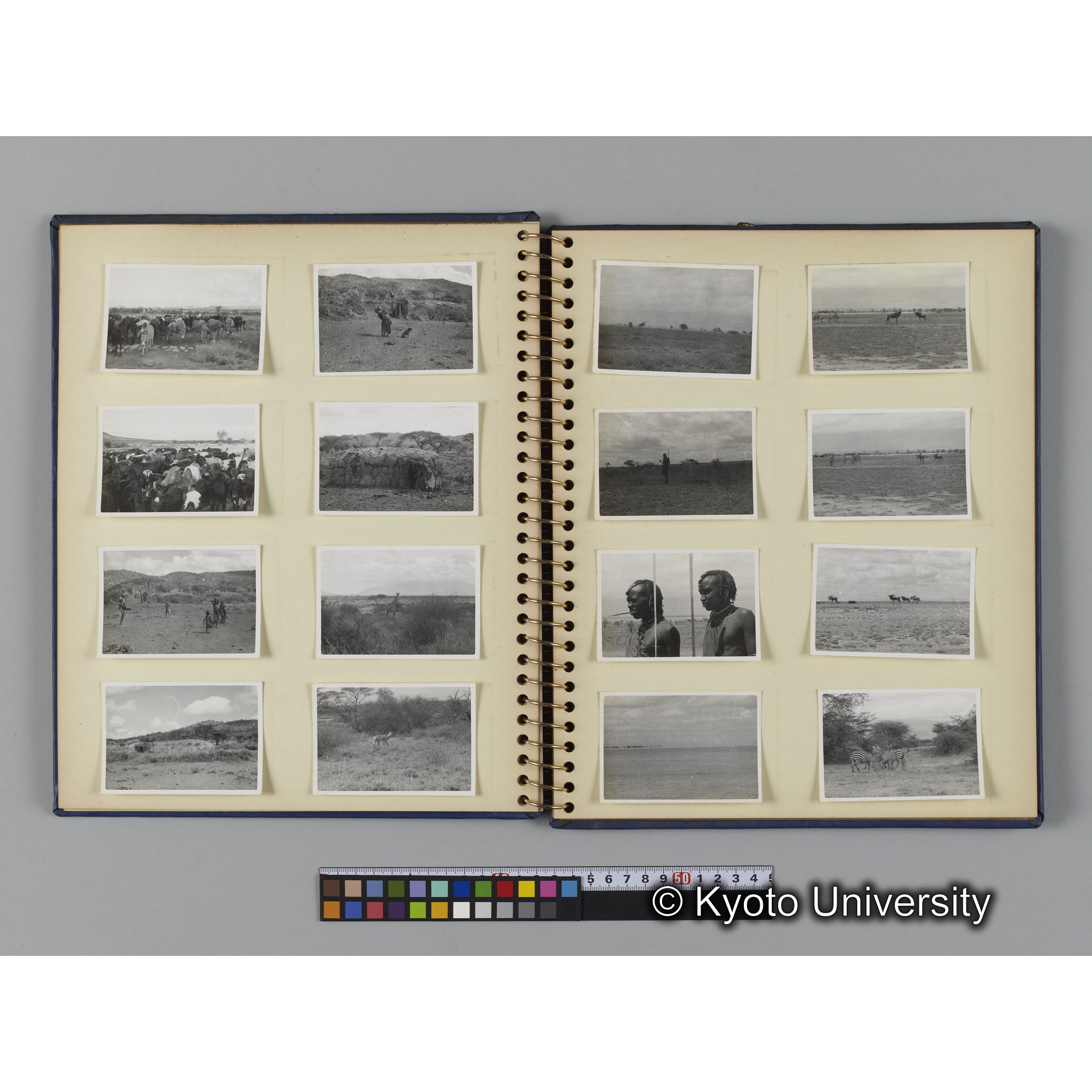 ゴリラ探検写真アルバム６「ゴリラサンクチュアリでの調査終了」（紙焼き） (8)