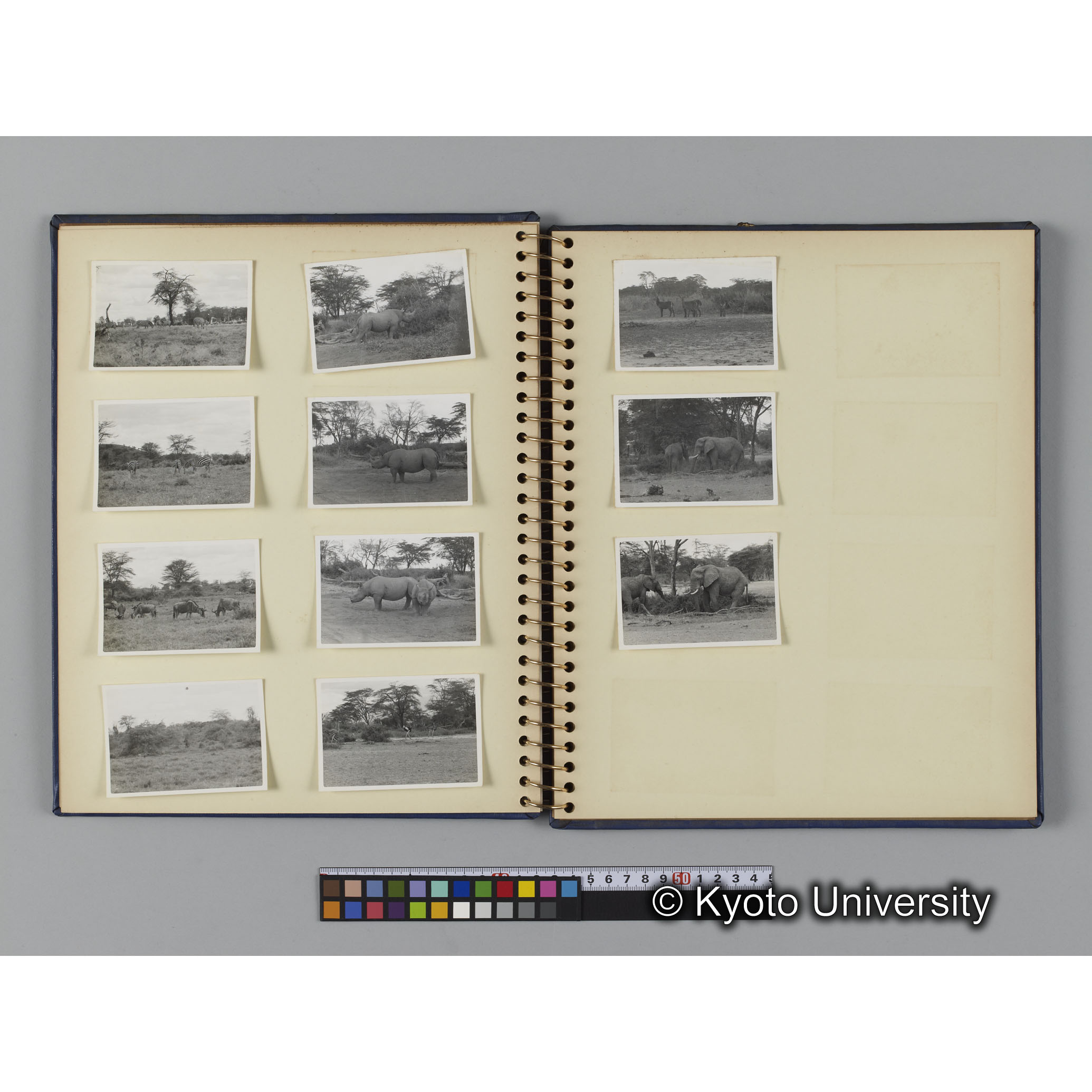 ゴリラ探検写真アルバム６「ゴリラサンクチュアリでの調査終了」（紙焼き） (9)