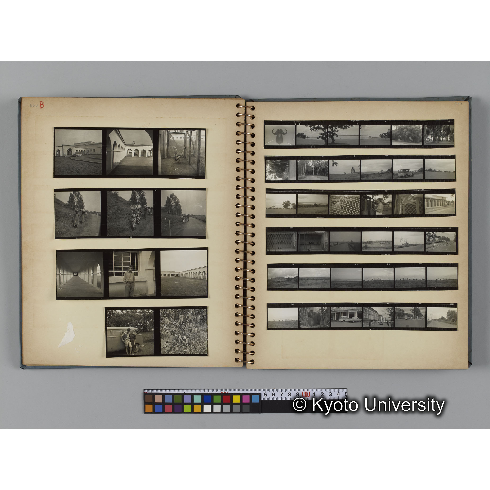 ゴリラ探検写真アルバム１（コンタクトシート533～560対応分） (13)