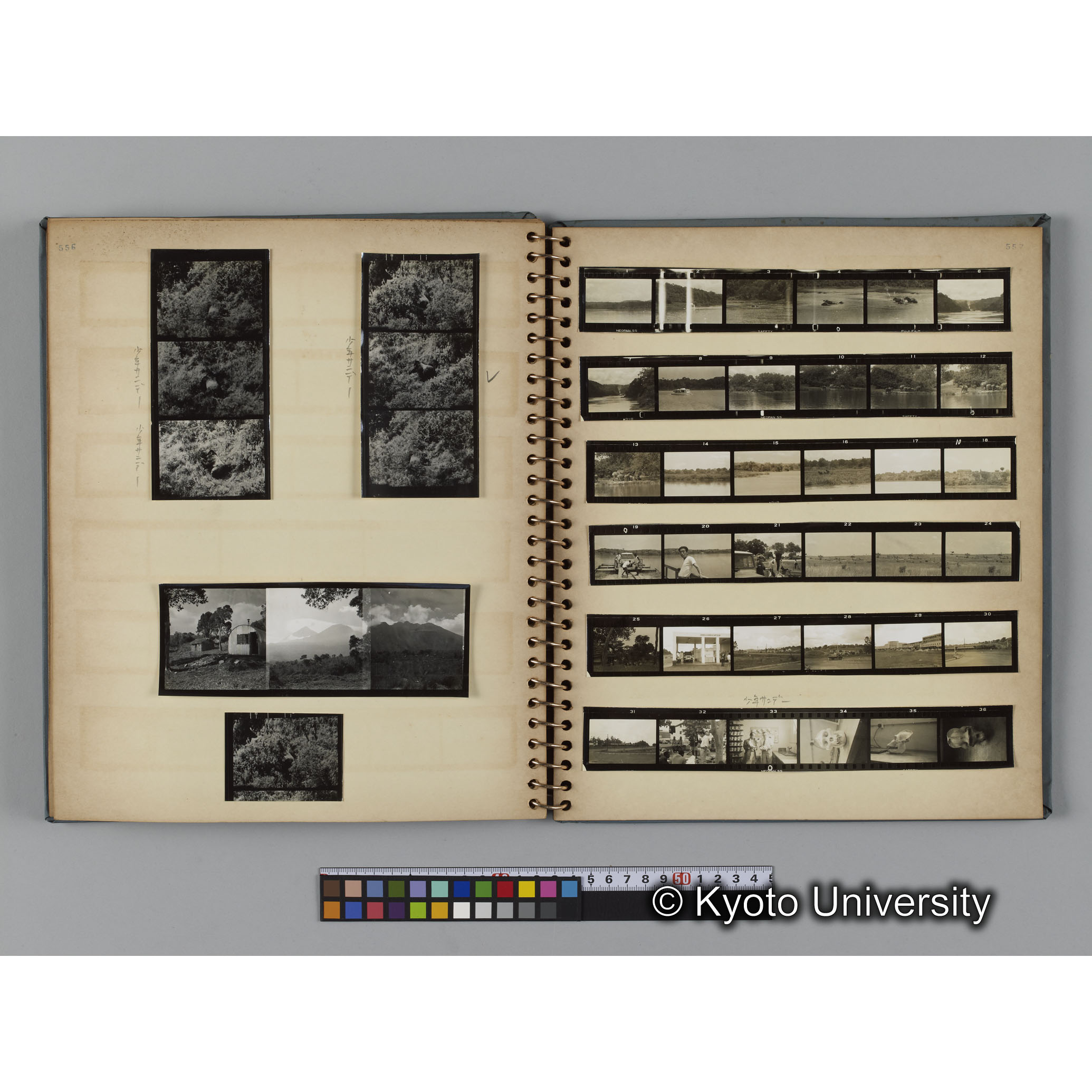 ゴリラ探検写真アルバム１（コンタクトシート533～560対応分） (16)