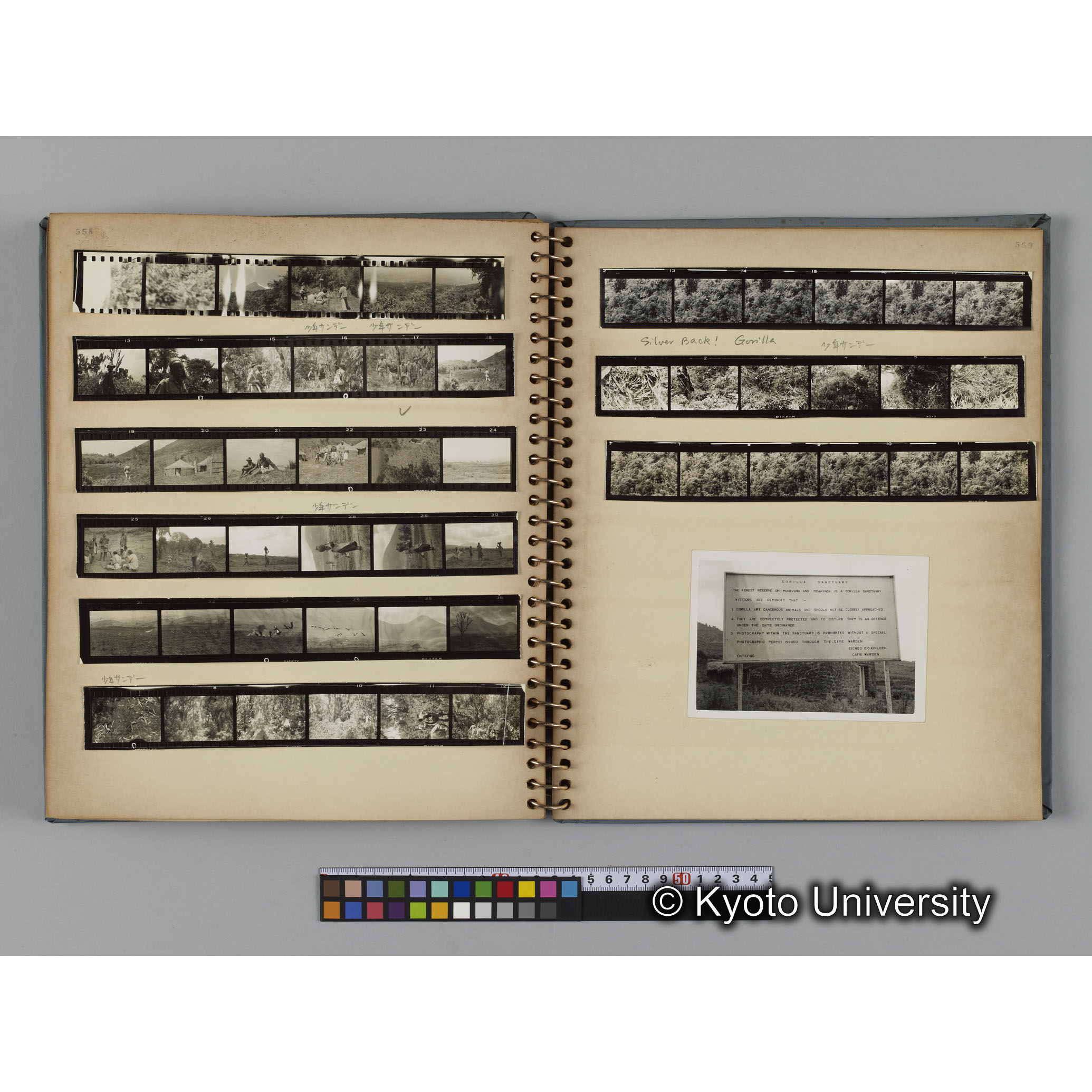 ゴリラ探検写真アルバム１（コンタクトシート533～560対応分） (17)