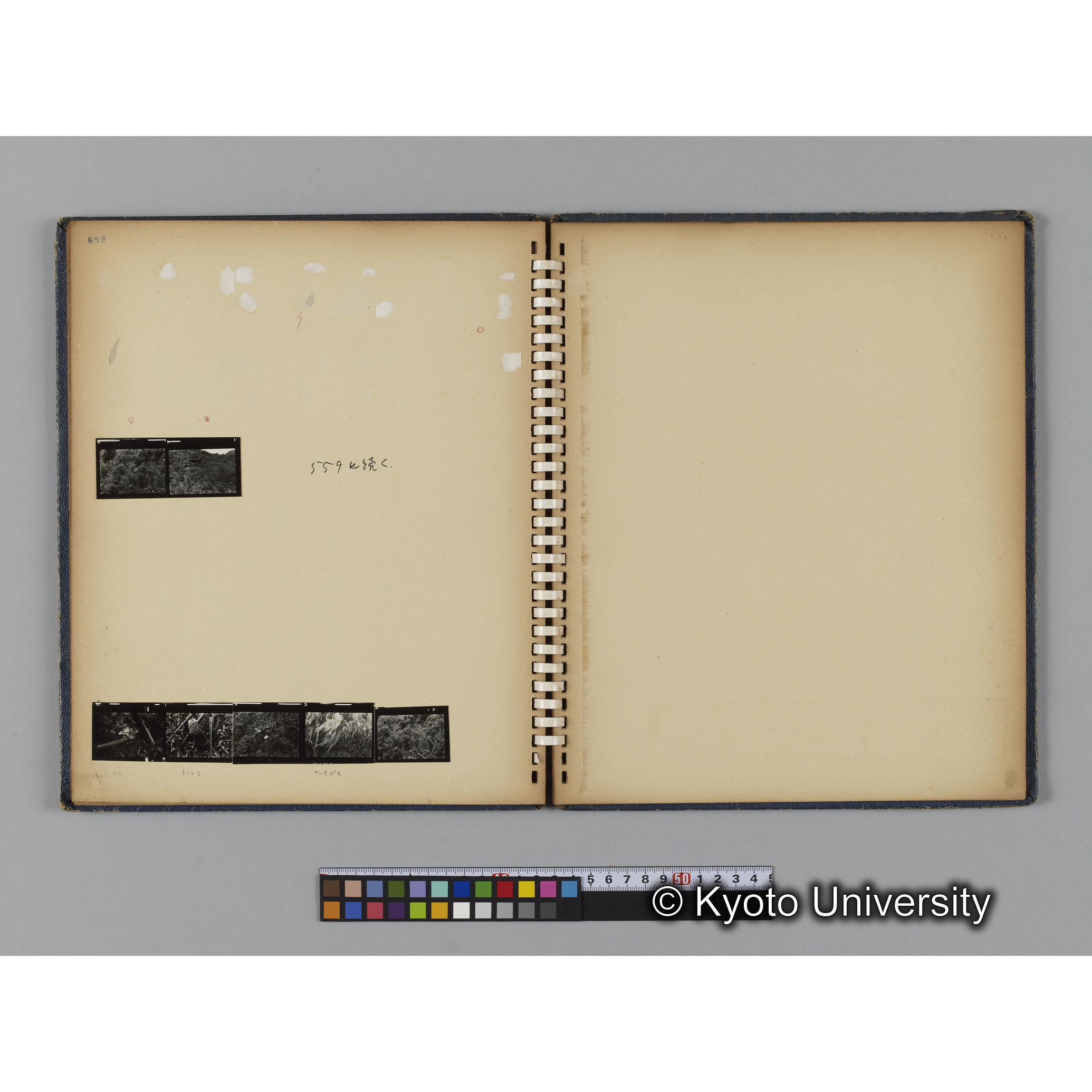 ゴリラ探検写真アルバム２（コンタクトシート651～661対応分） (4)