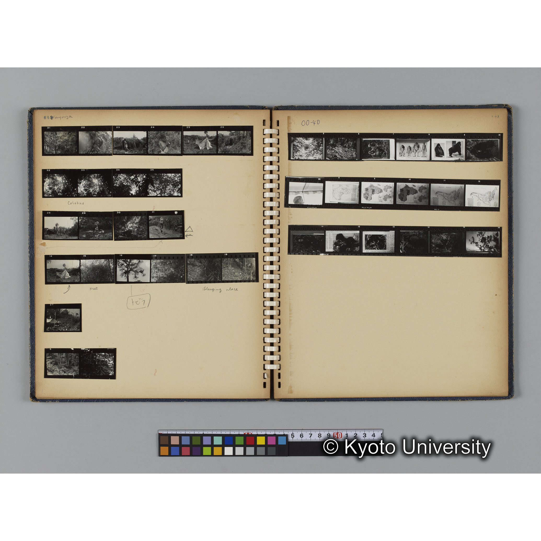 ゴリラ探検写真アルバム２（コンタクトシート651～661対応分） (5)