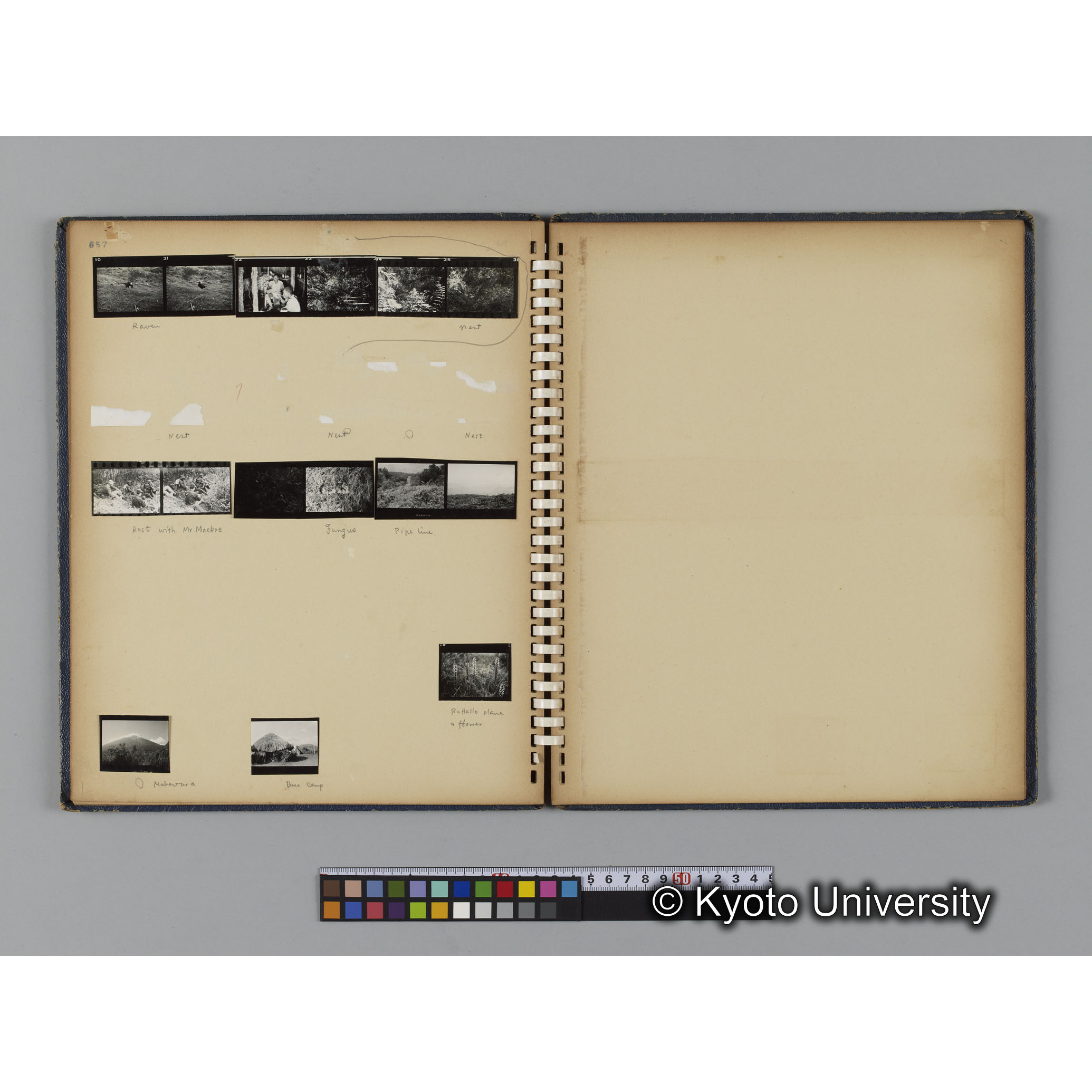 ゴリラ探検写真アルバム２（コンタクトシート651～661対応分） (6)