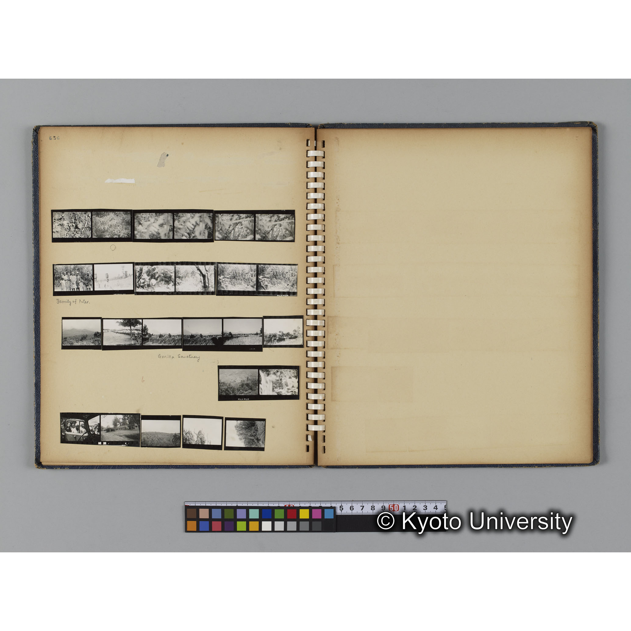 ゴリラ探検写真アルバム２（コンタクトシート651～661対応分） (7)