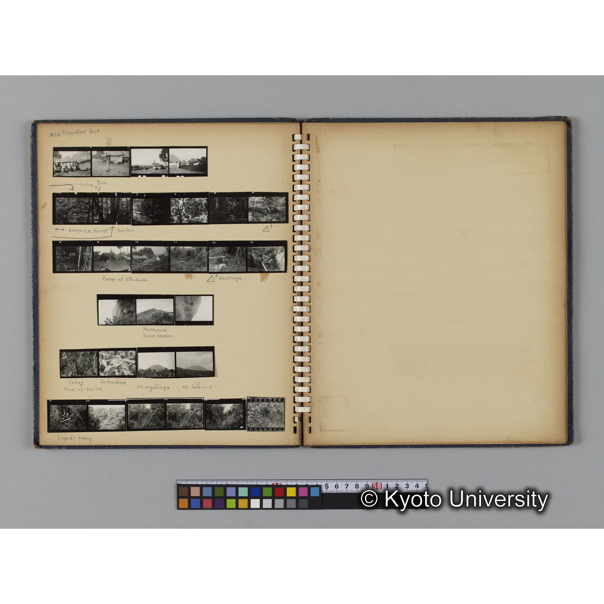 ゴリラ探検写真アルバム２（コンタクトシート651～661対応分） (8)