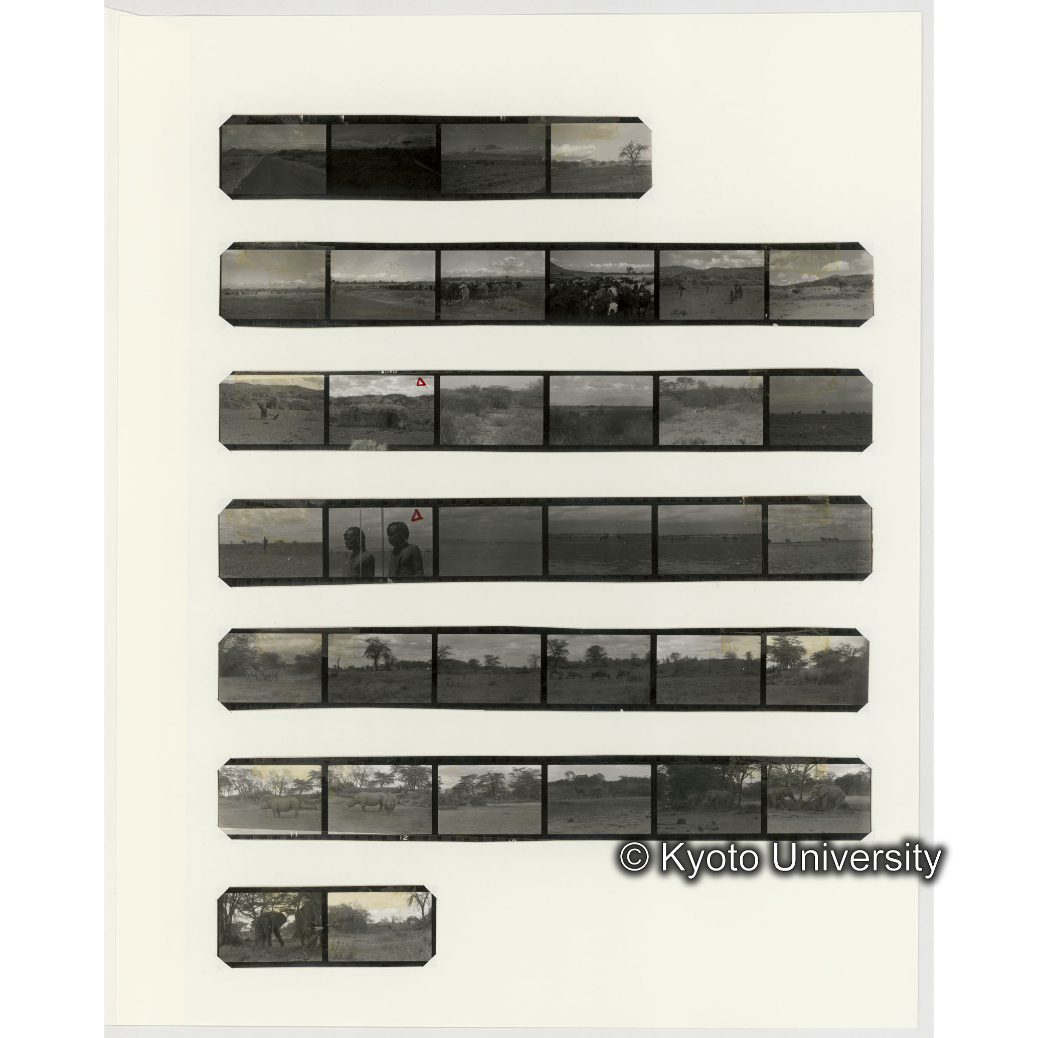 [ネガフィルムスリーブ24]「５５４」 (2)