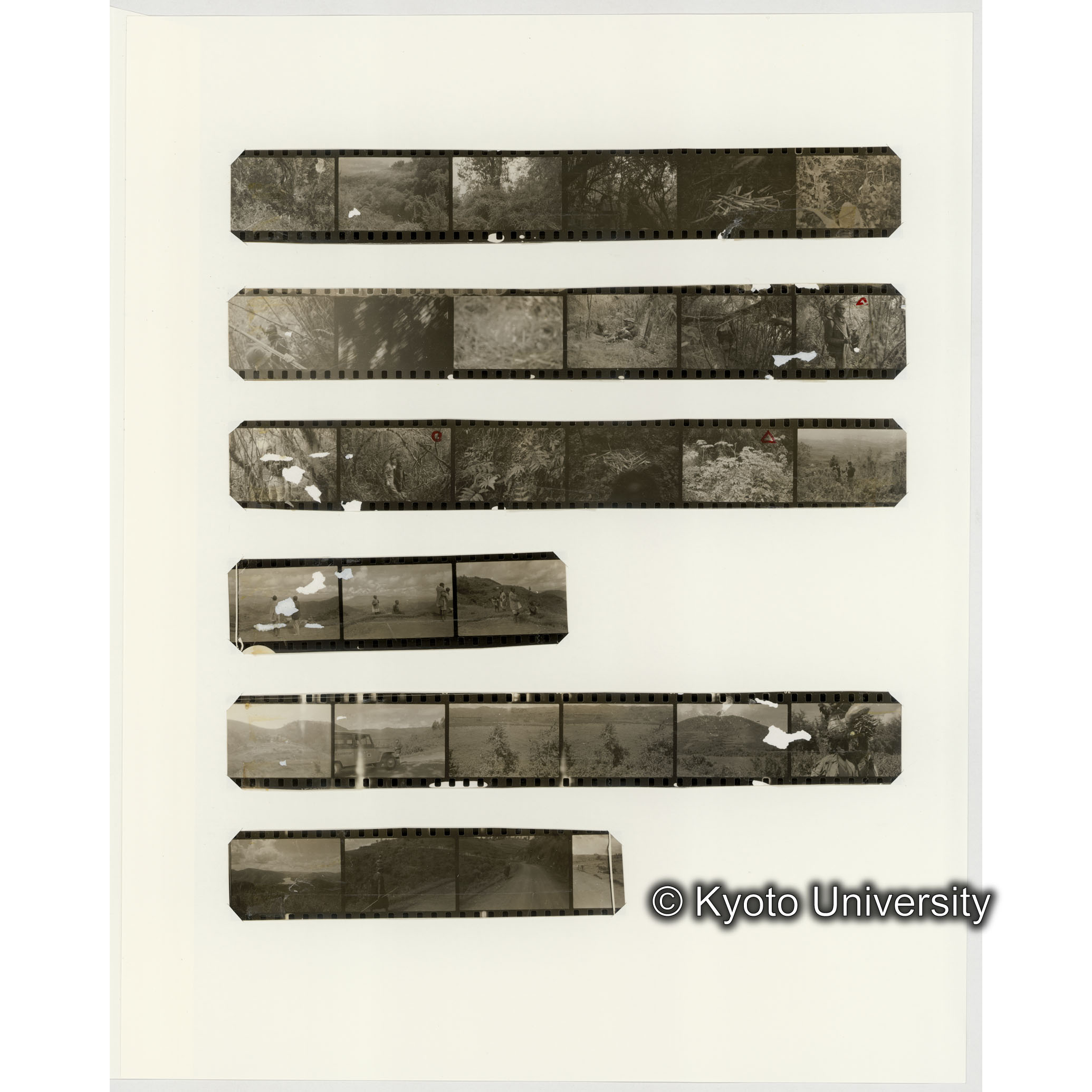 [ネガフィルムスリーブ42]「６６３」 (2)