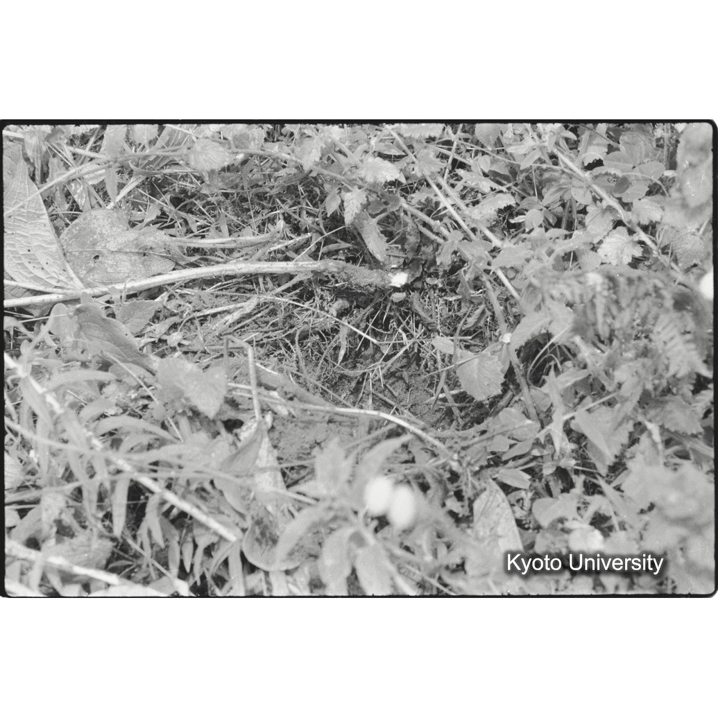 [１５コマ目]「食痕」 (1)