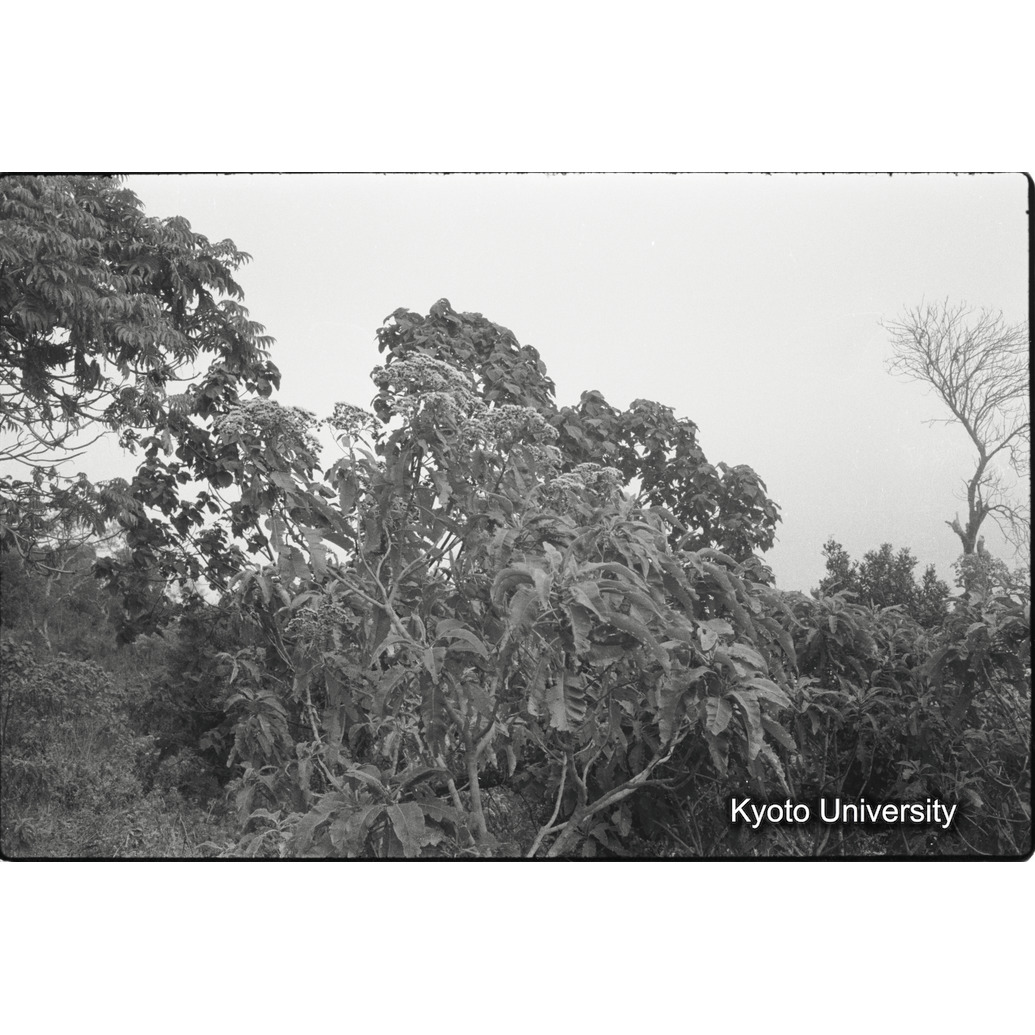 [２０コマ目]「ゴリラの食草（イリヘレヘレ）」 (1)