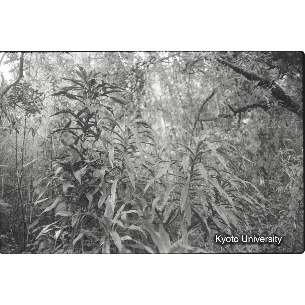 [２１コマ目]「ゴリラの食草」 (1)