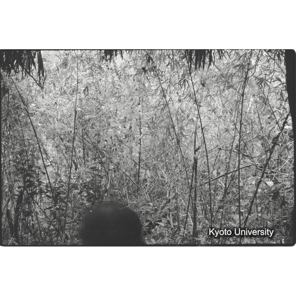 [２２コマ目]「バンブー林」 (1)