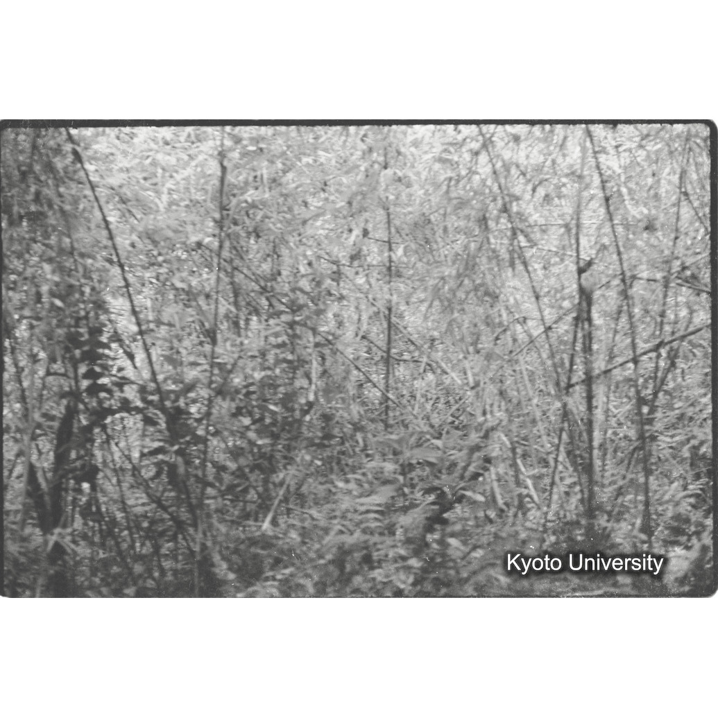 [２４コマ目]「ゴリラが通った跡（２）」 (1)