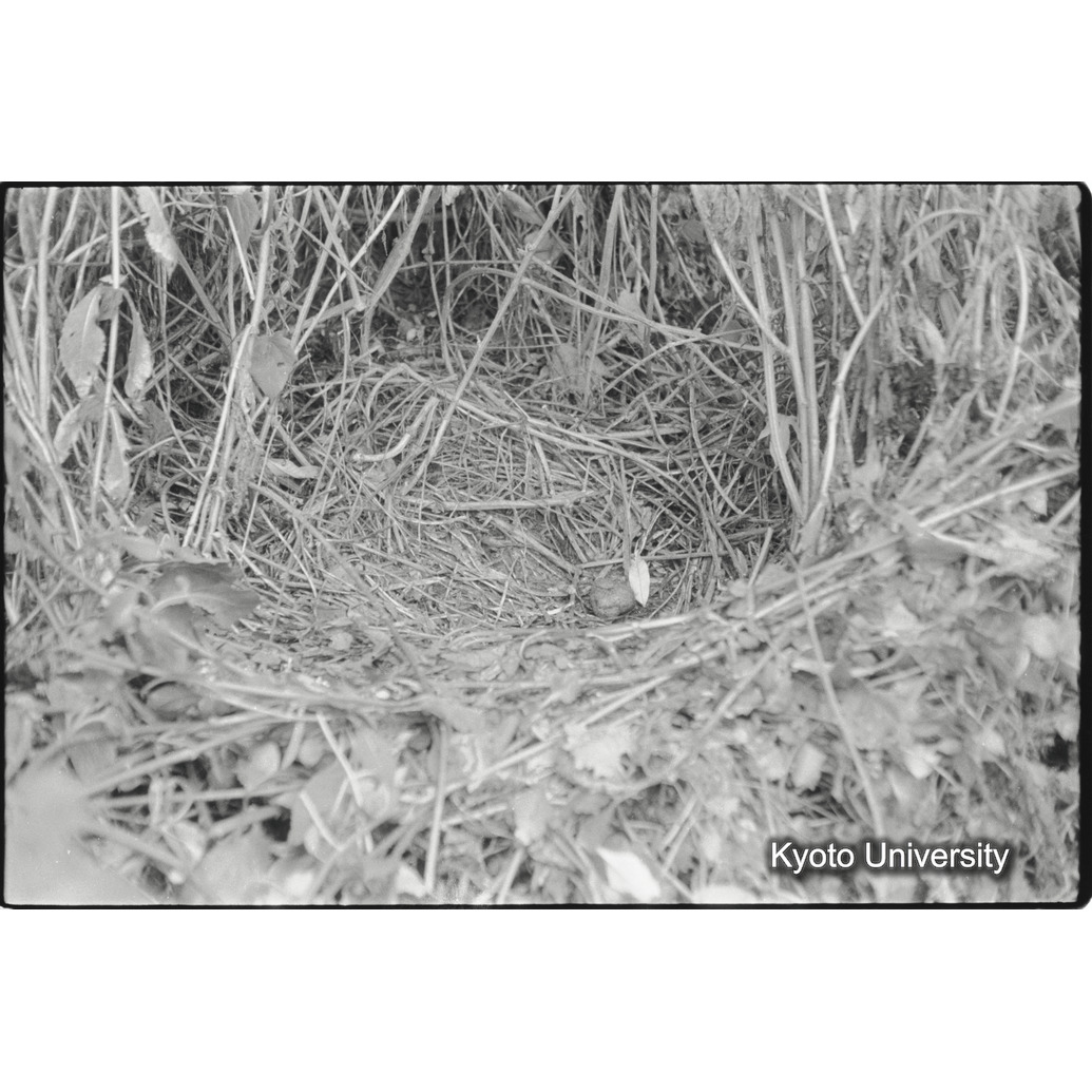 [１４コマ目]「地上のＮｅｓｔ（１）」 (1)