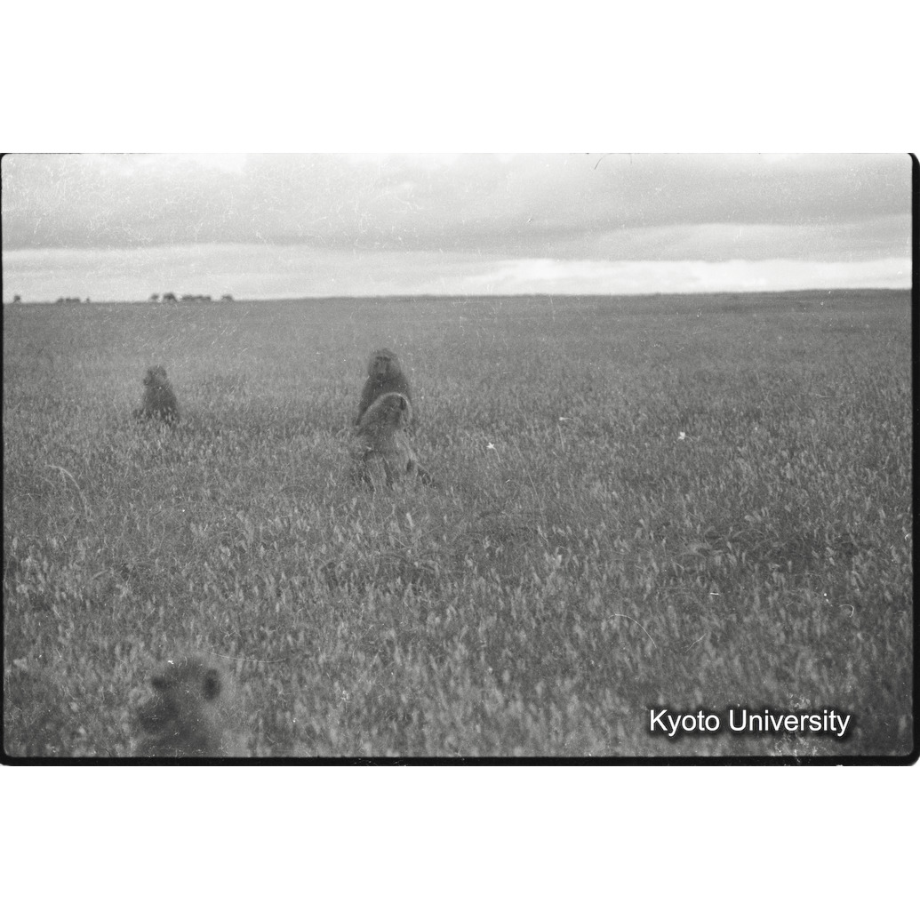 [４コマ目]「ドグエラヒヒ（３）」 (1)