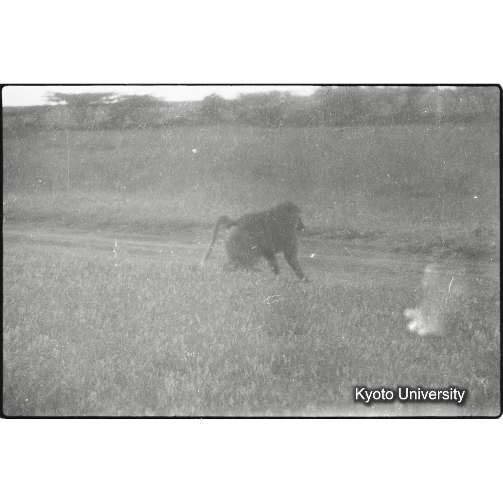 [６コマ目]「ドグエラヒヒ（５）」 (1)