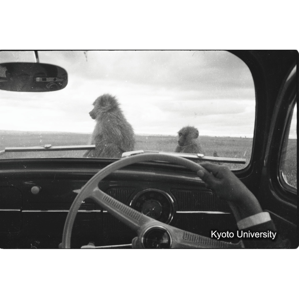 [１１コマ目]「よく馴れたドグエラヒヒ」 (1)