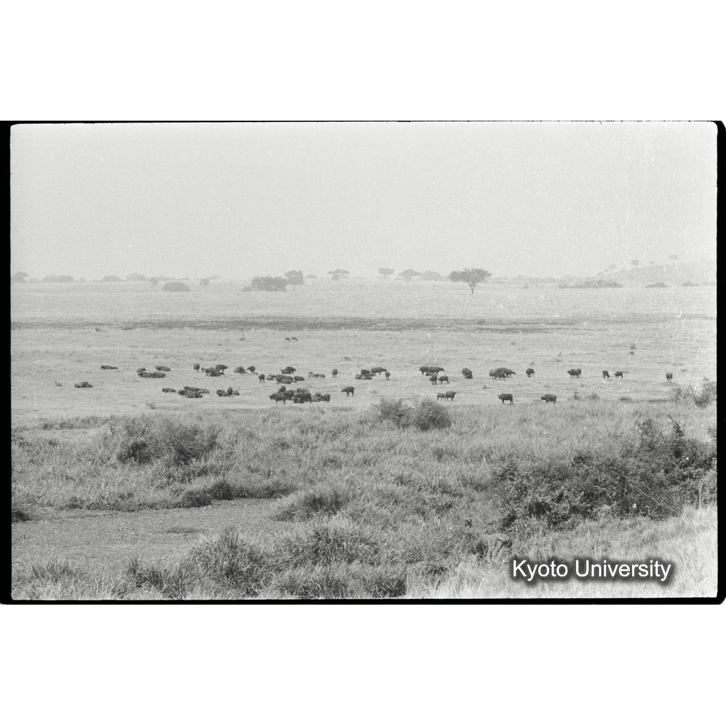 [２４コマ目]「バッファローの群れ」 (1)