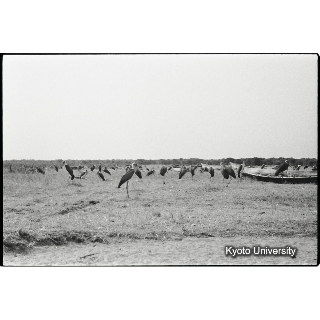 [２６コマ目]「ハゲコウ（１）」 (1)