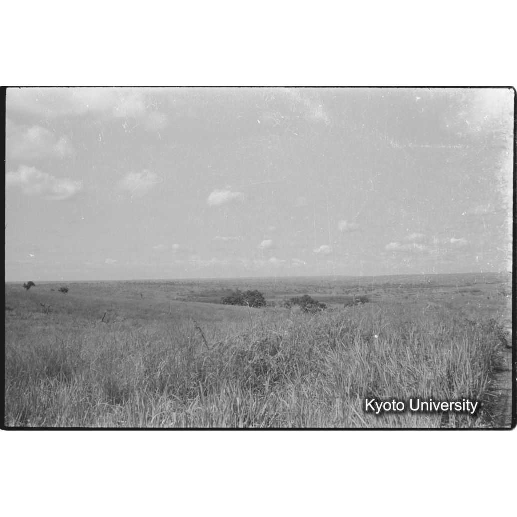 [６コマ目]「サバンナの風景」 (1)