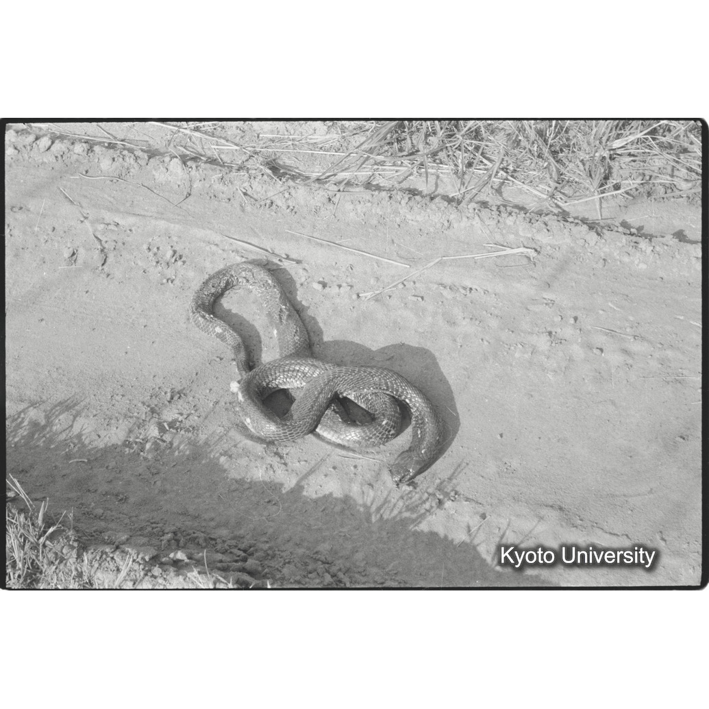 [１７コマ目]「コブラ」 (1)