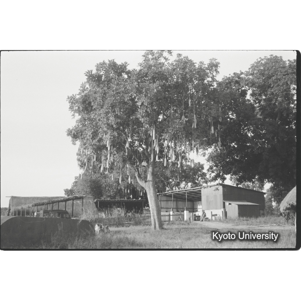 [２０コマ目]「ソーセージツリー」 (1)