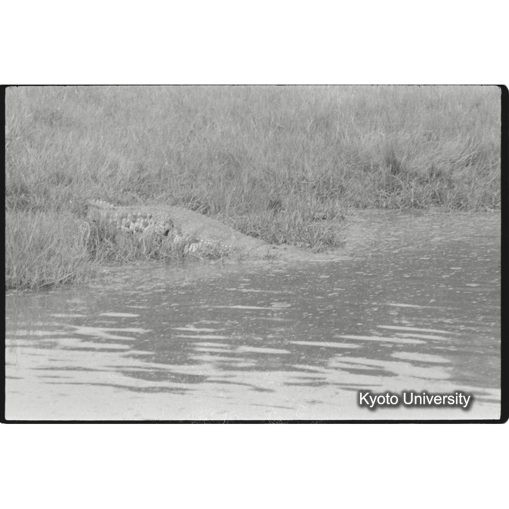 [３３コマ目]「クロコダイル」 (1)