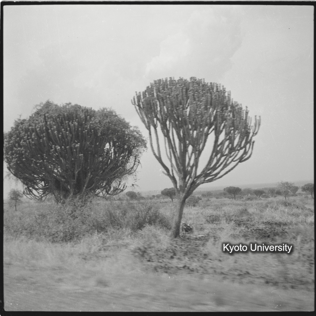 [２コマ目]「ユーホロビア」 (1)