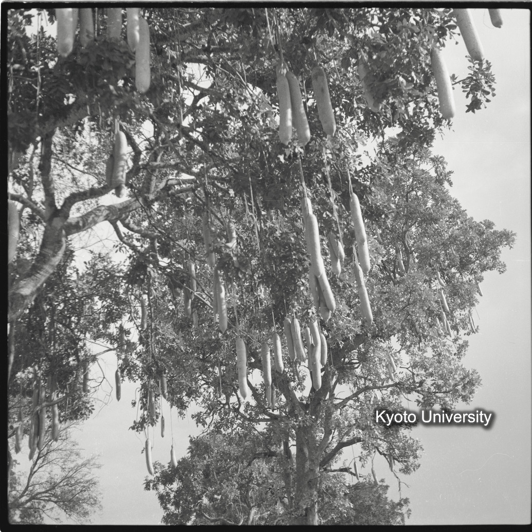 [４コマ目]「ソーセージツリー」 (1)