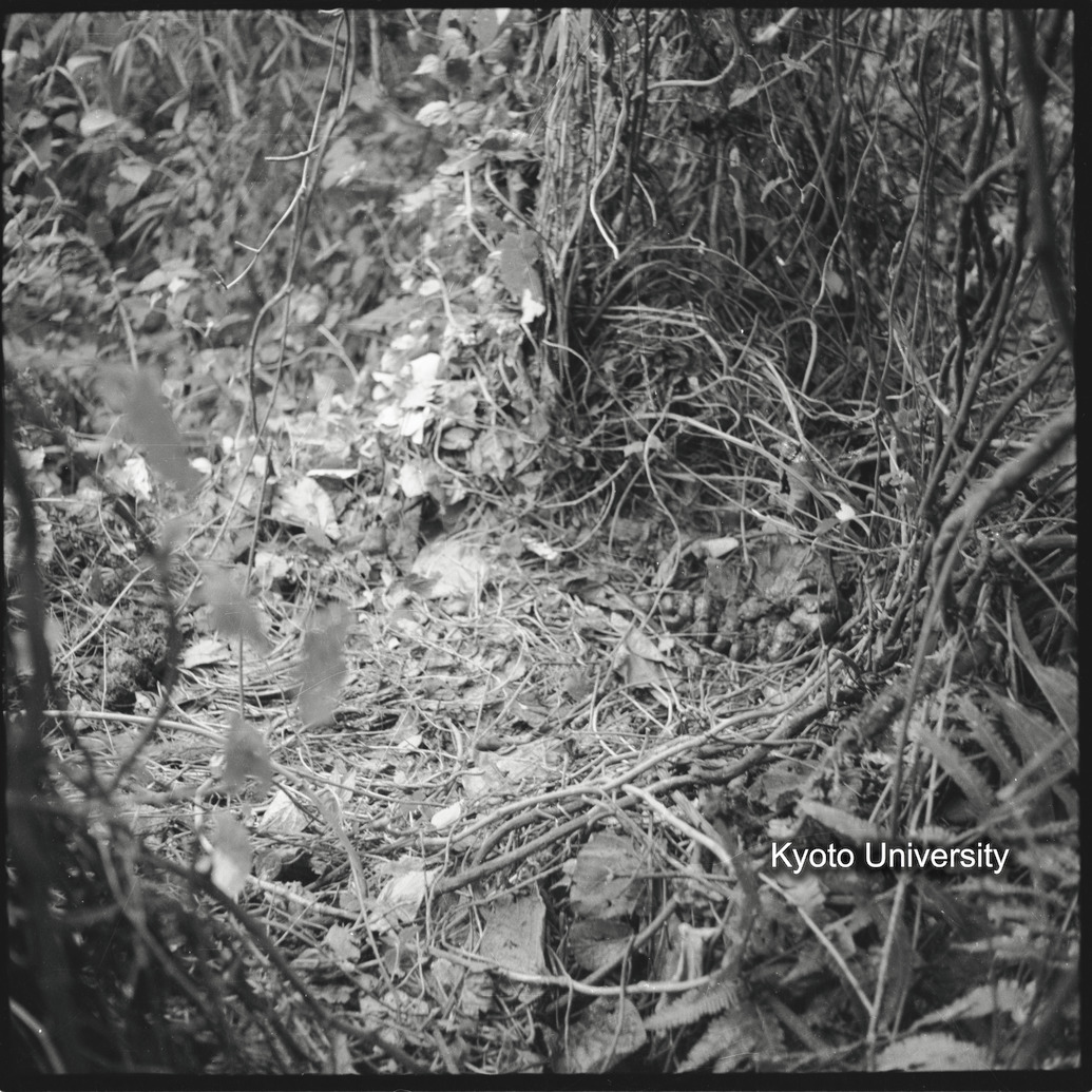 [８コマ目]「ゴリラのネスト」 (1)