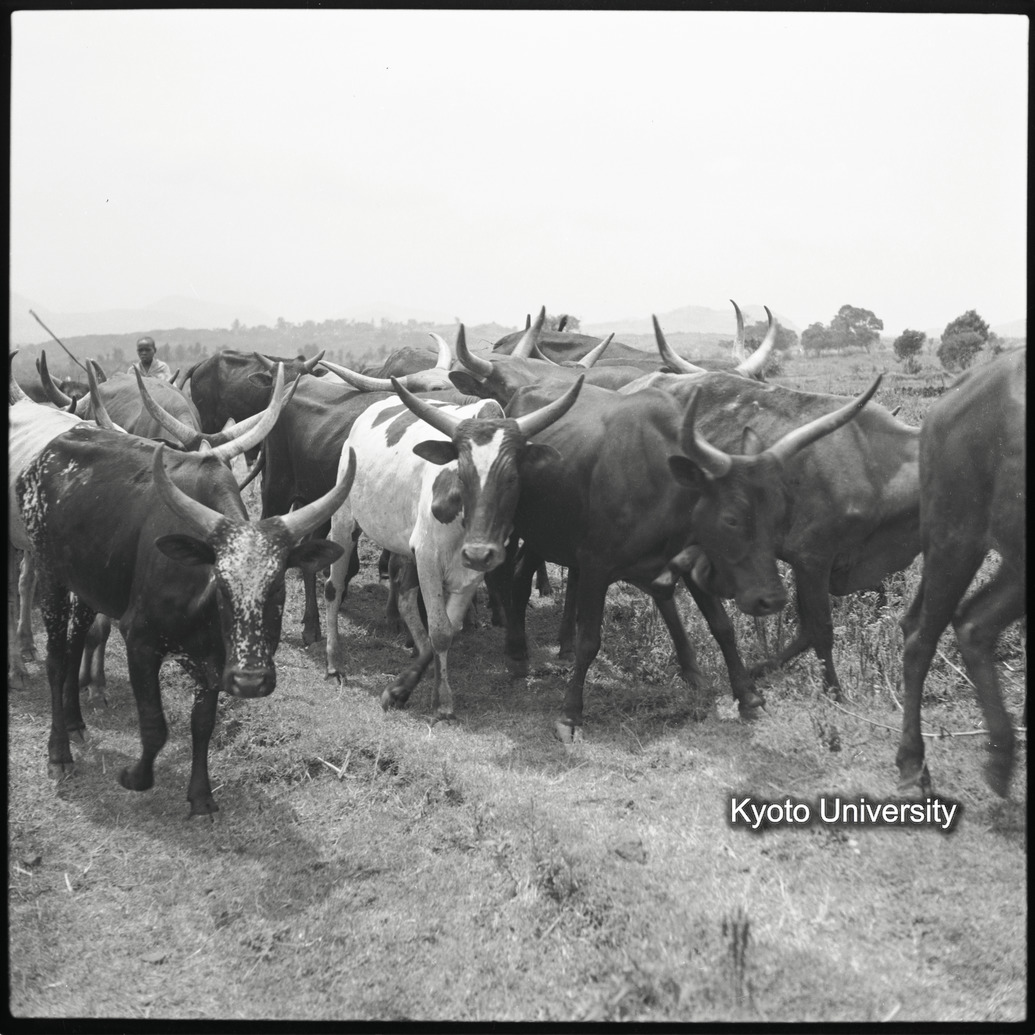 [１２コマ目]「アンコーレ牛（３）」 (1)