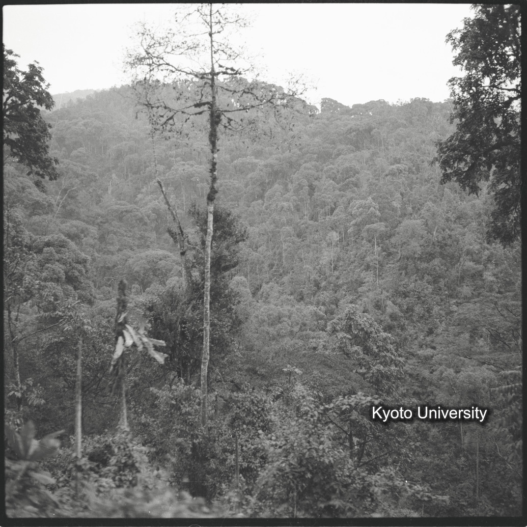 [10コマ目]「ムハブラ山麓の植生」 (1)