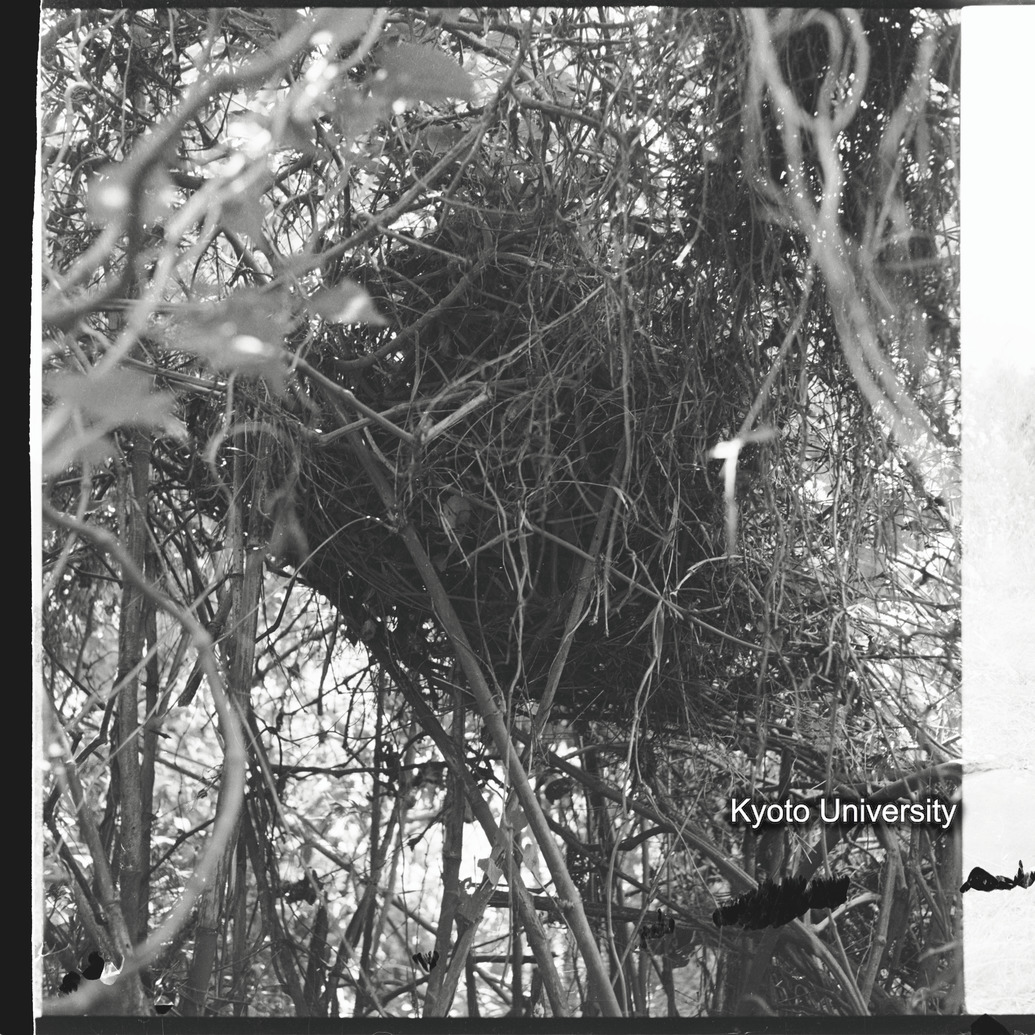 [2コマ目]「チンパンジーのネスト」 (1)