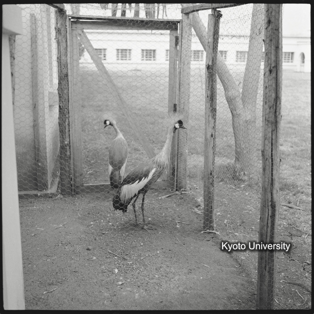 [3コマ目]「カンムリヅル」 (1)