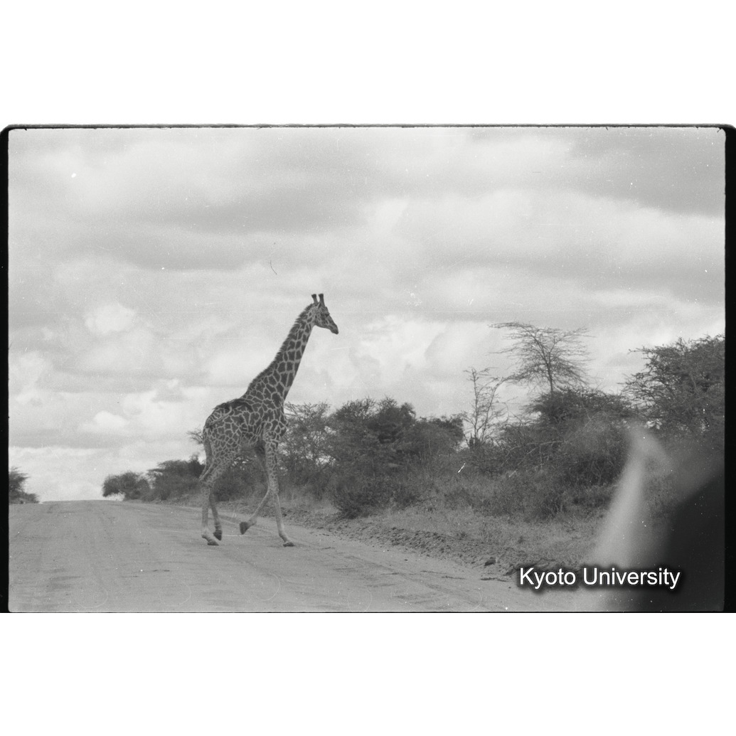 [17コマ目]「マサイキリン（６）」 (1)