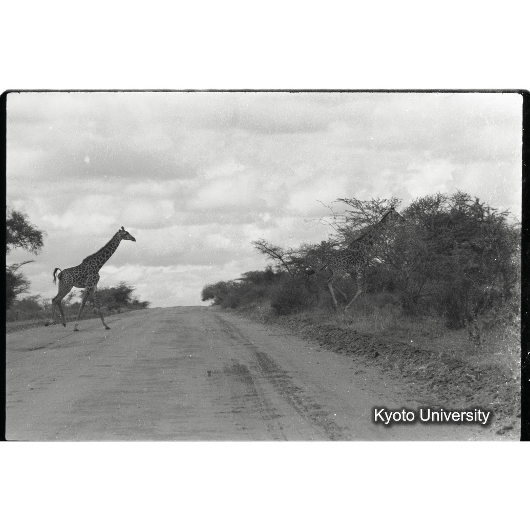 [18コマ目]「マサイキリン（７）」 (1)