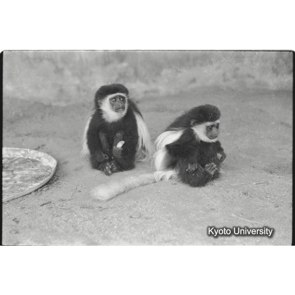 [31コマ目]「クロシロゲレザの子ども」 (1)