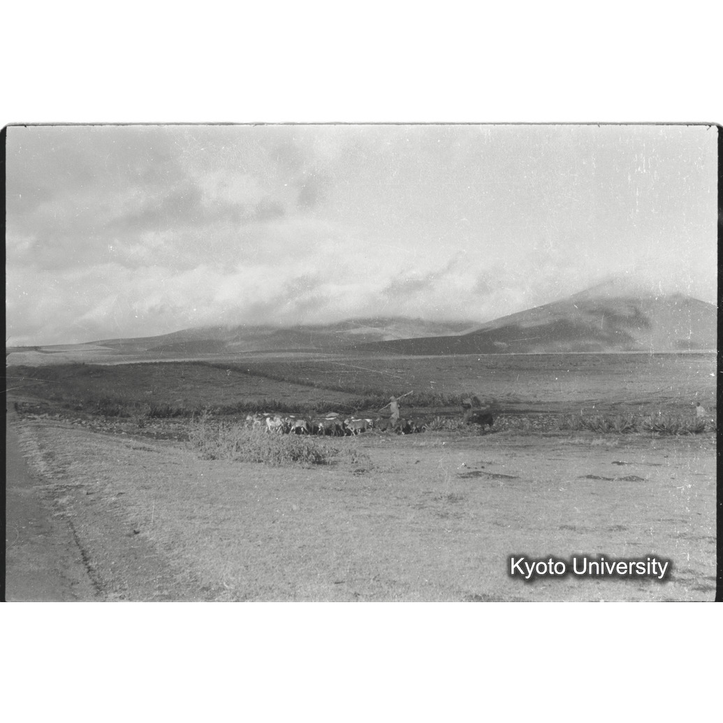 [36コマ目]「放牧の山羊」 (1)