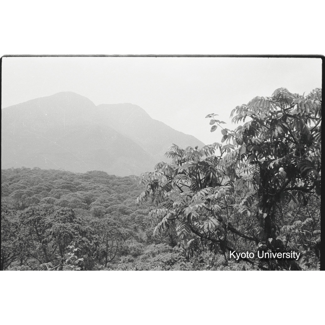 [9コマ目]「ハゲニアの木」 (1)