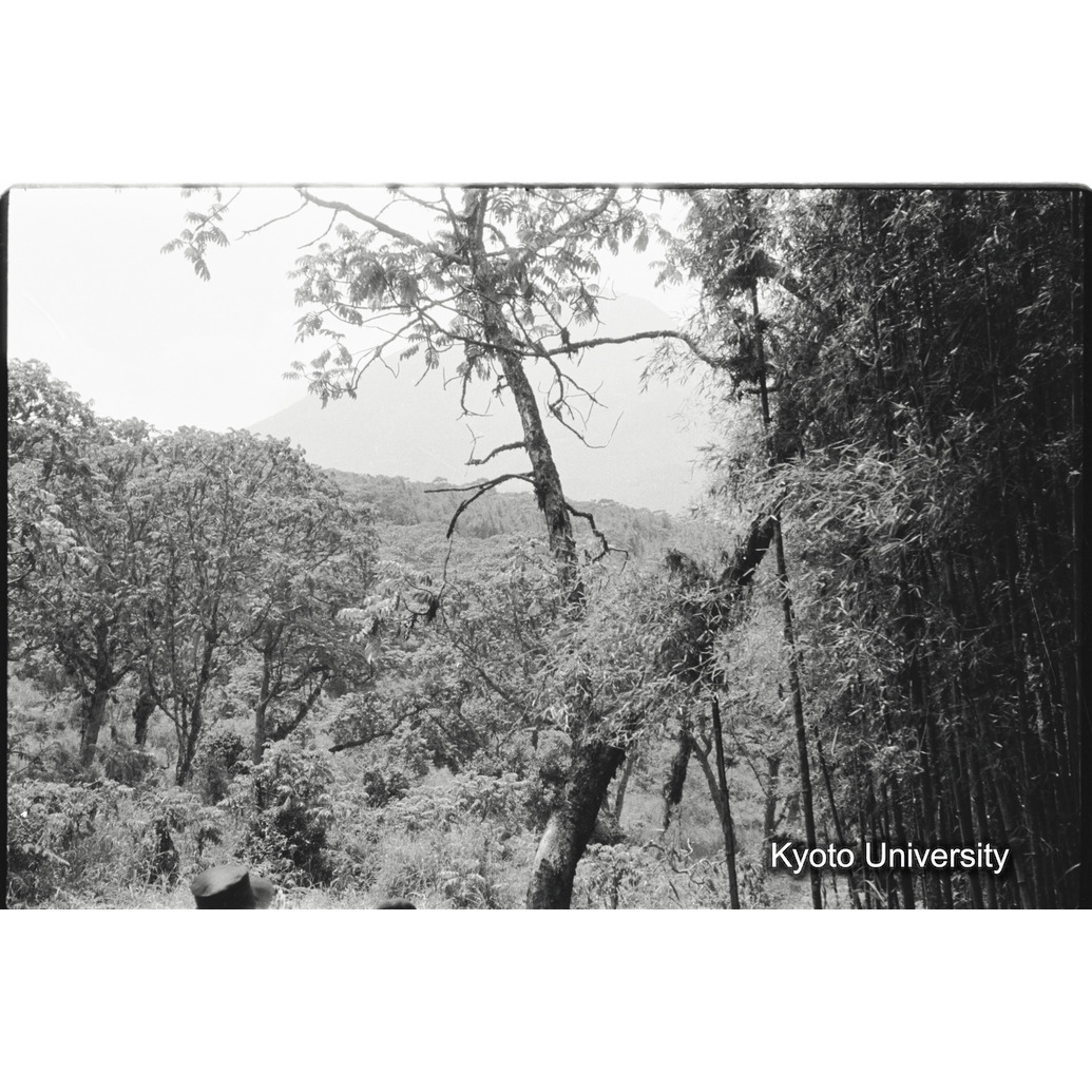 [11コマ目]「カフジ山麓の山地林」 (1)