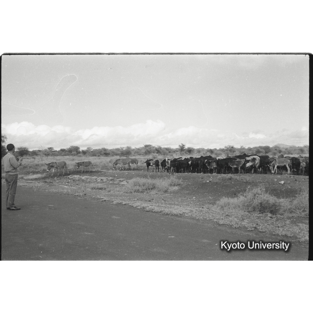 [6コマ目]「ロバと牛（１）」 (1)