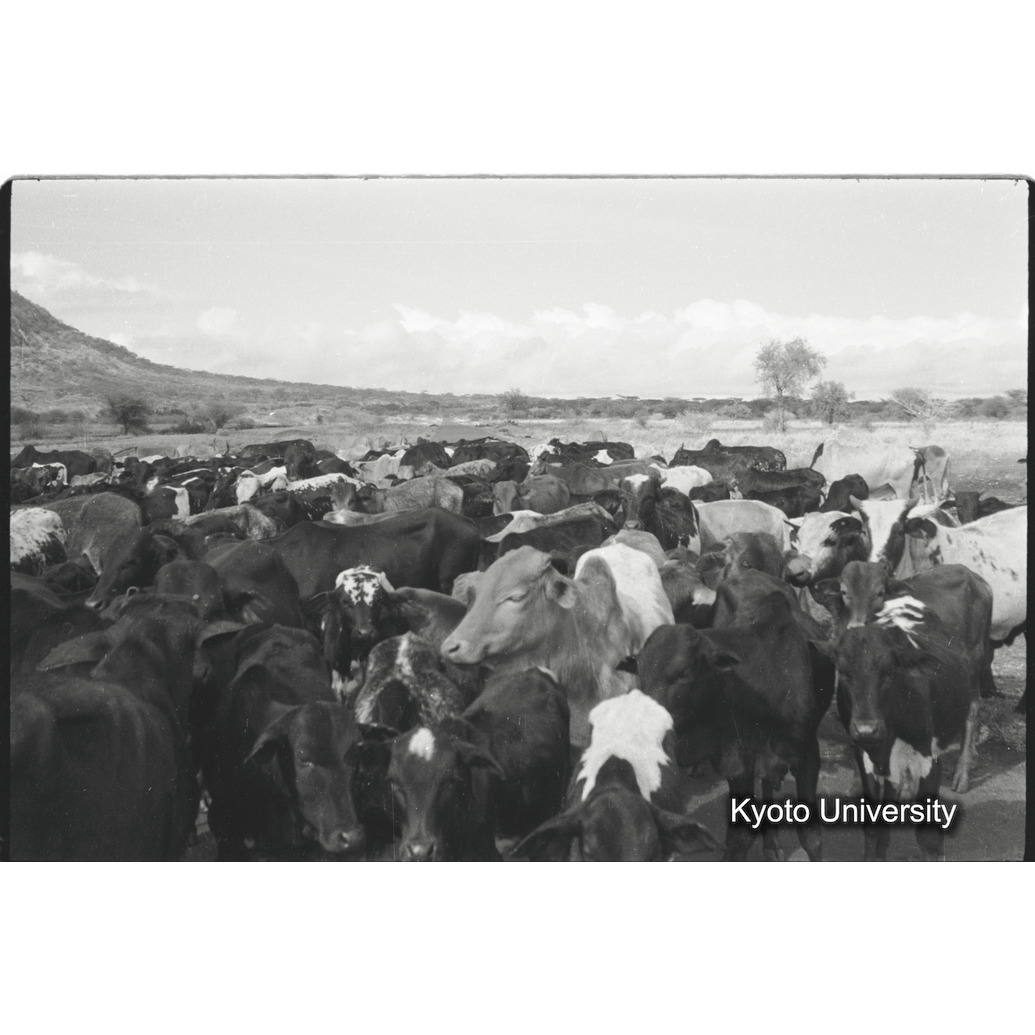 [8コマ目]「牛の群れ」 (1)