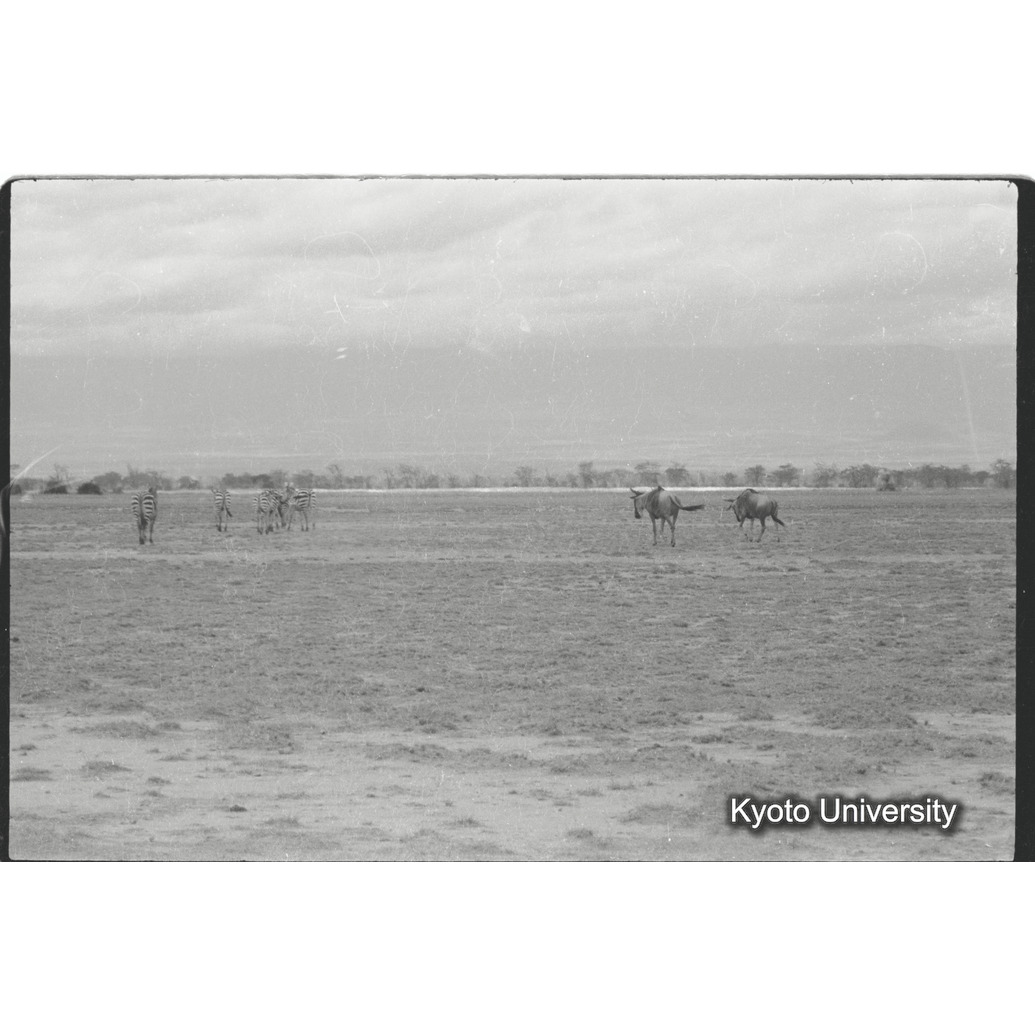 [21コマ目]「シマウマとヌー」 (1)