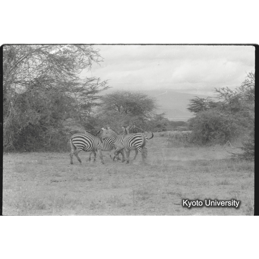 [23コマ目]「グランドシマウマ（１）」 (1)