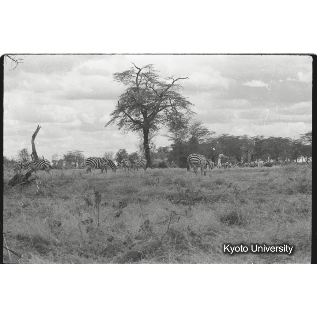 [24コマ目]「グランドシマウマ（２）」 (1)