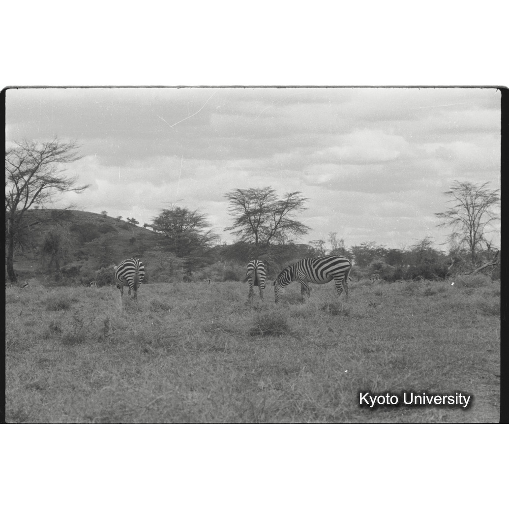 [25コマ目]「グランドシマウマ（３）」 (1)