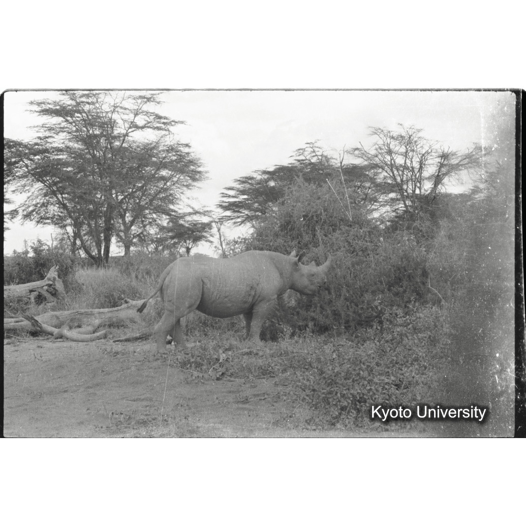 [28コマ目]「クロサイ（１）」 (1)