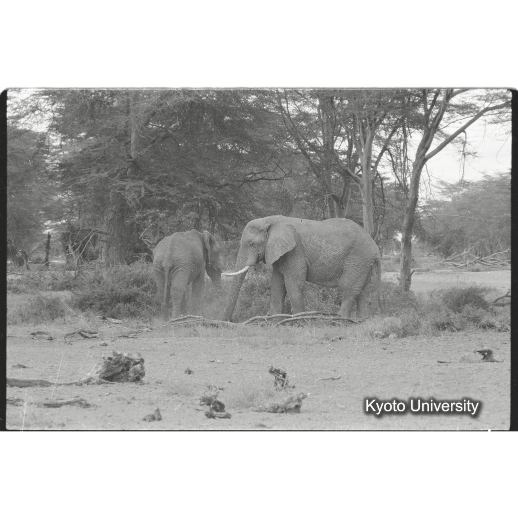 [33コマ目]「アフリカゾウ（１）」 (1)